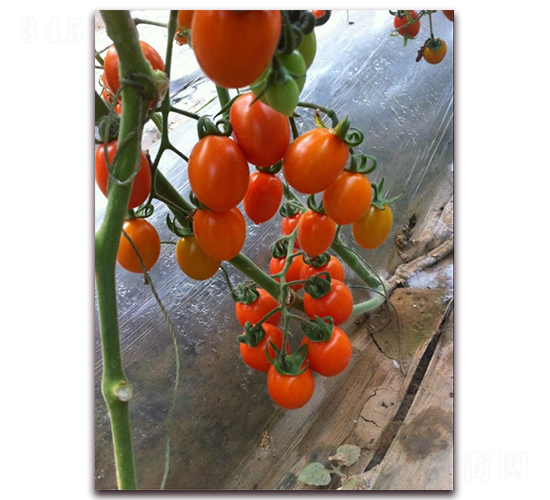 黃玉-番茄種子-春秋種業(yè)