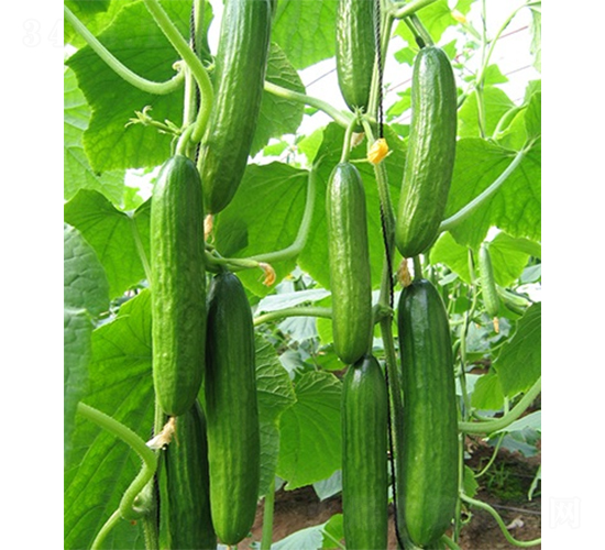 綠美一號-黃瓜種子-山東墾源
