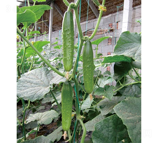 綠春1號-黃瓜種子-山東墾源