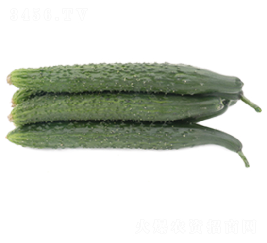 綠星6號-黃瓜種子-山東墾源