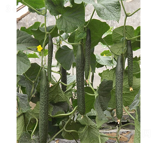 綠星1號-黃瓜種子-山東墾源