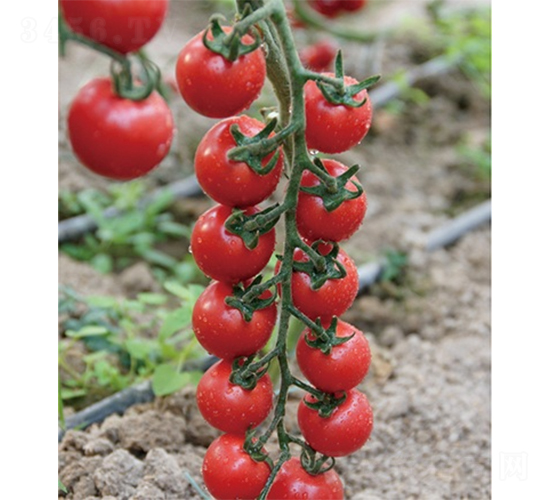 愛吉俏麗-番茄種子-山東墾源