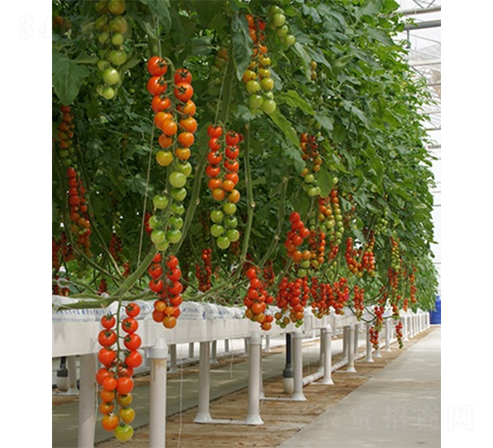 愛(ài)吉茱麗-番茄種子-山東墾源