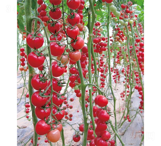 愛吉311-番茄種子-山東墾源