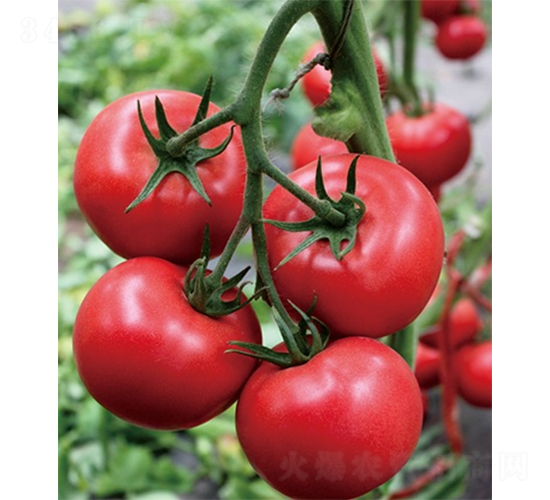 愛(ài)吉163-番茄種子-山東墾源