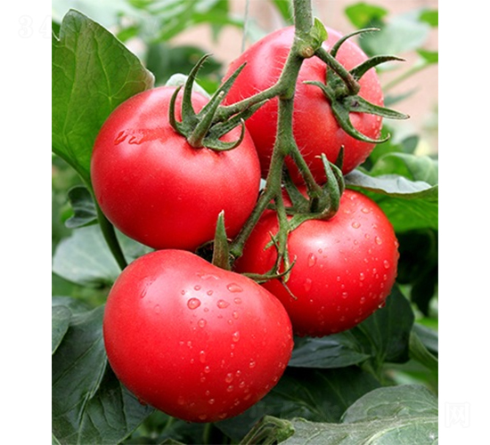 愛(ài)吉158-番茄種子-山東墾源