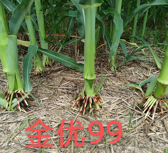 金優(yōu)99玉米根系