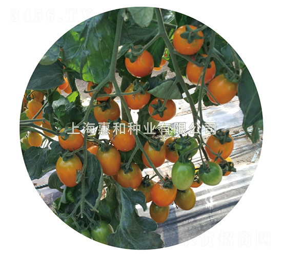 �S����̖(h��o)-С���ѷN��-�ݺͷN�I(y��)