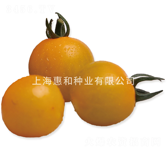 黃冠二號(hào)-小番茄種子-惠和種業(yè)