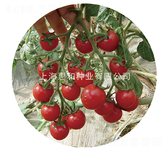 ����-С���ѷN��-�ݺͷN�I(y��)