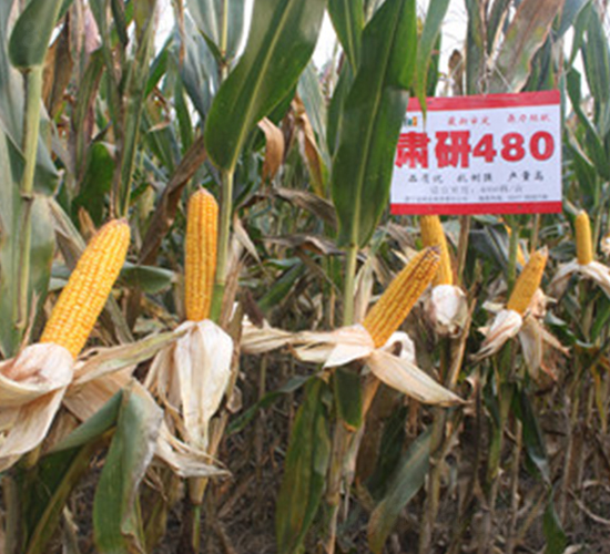 肅研480-玉米種子-惠民農(nóng)業(yè)