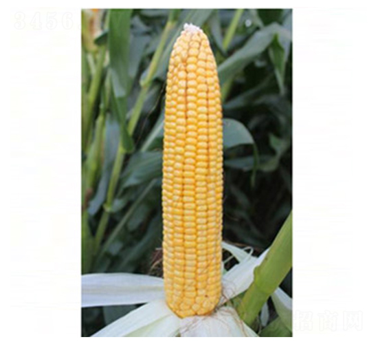 ���86-���׷N��-�����r(n��ng)�I(y��)