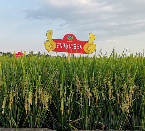 �|�Ƀ�(y��u)534-ˮ���N��-�����r(n��ng)�I(y��)