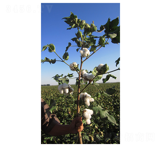 新陸早27號-棉花種子-惠民農(nóng)業(yè)