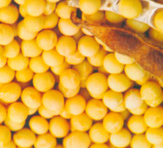 泛豆5號(hào)-大豆種子-地神種業(yè)