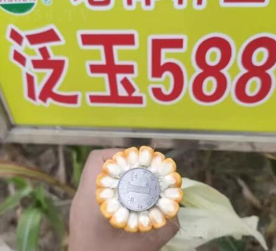 ����588-���׷N��-����N�I(y��)