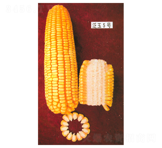 ����5̖(h��o)-���׷N��-����N�I(y��)