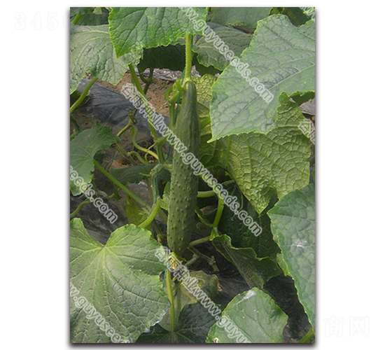 谷雨08-3黃瓜-黃瓜種子-谷雨種業(yè)