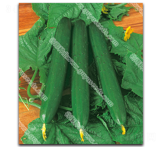 谷雨08-1黃瓜-黃瓜種子-谷雨種業(yè)