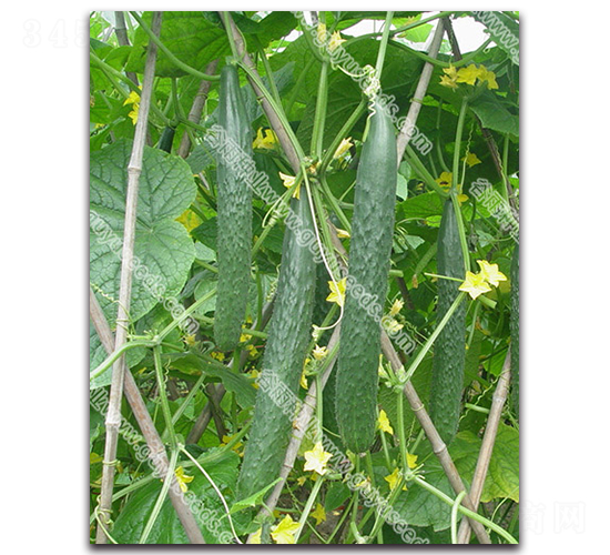 綠龍一號(hào)黃瓜-黃瓜種子-谷雨種業(yè)