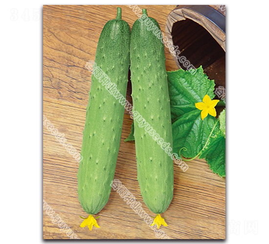 谷雨佳麗黃瓜-黃瓜種子-谷雨種業(yè)