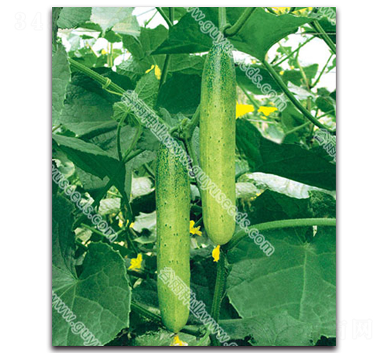 谷雨旱黃瓜-黃瓜種子-谷雨種業(yè)
