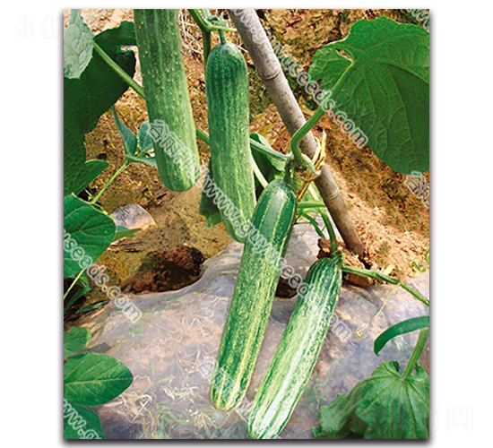 美利新星黃瓜-黃瓜種子-谷雨種業(yè)