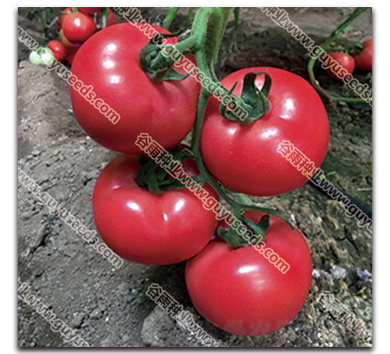 ��������ʮһ̖-���ѷN��-����N�I(y��)