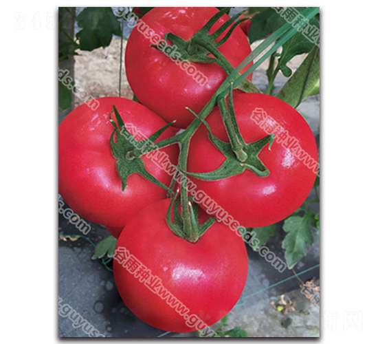 ����������̖-���ѷN��-����N�I(y��)