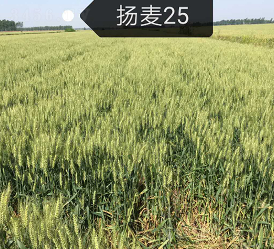 揚(yáng)麥25-小麥種子-喜多收