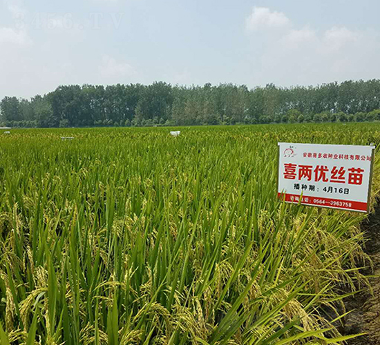 喜兩優(yōu)絲苗-水稻種子-喜多收