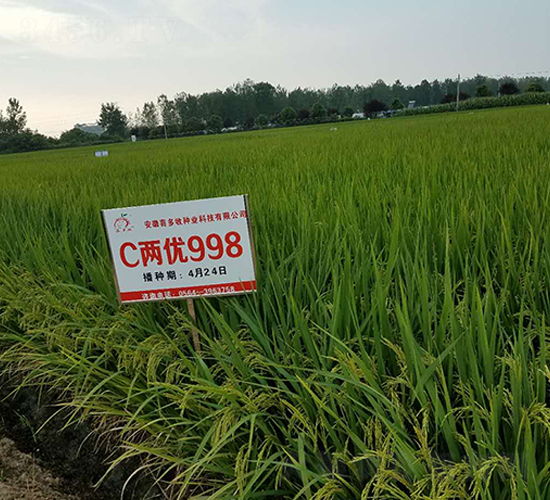 C�Ƀ�(y��u)998-ˮ���N��-ϲ����