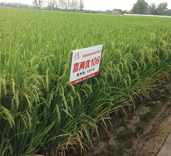 喜兩優(yōu)106-水稻種子-喜多收