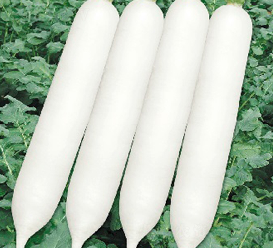 長玉春-蘿卜種子-惠爾稼