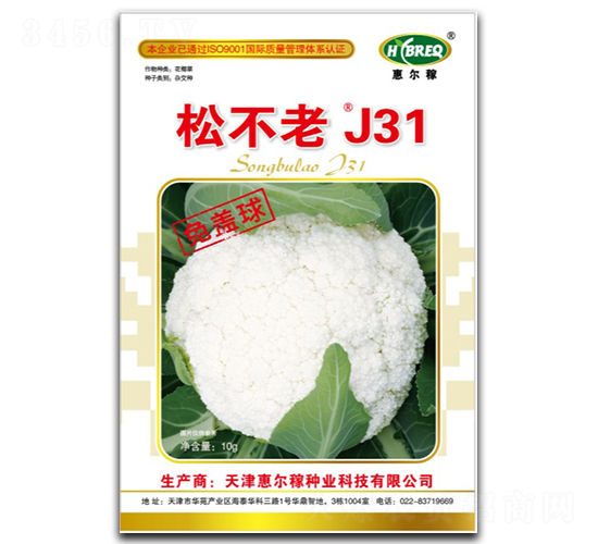 松不老J31-松花菜種子-惠爾稼