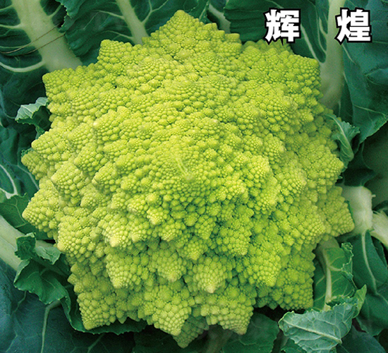 輝煌-花菜種子-惠爾稼