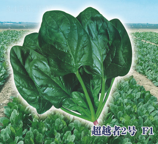 超越者2號F1-菠菜種子-圣華德豐