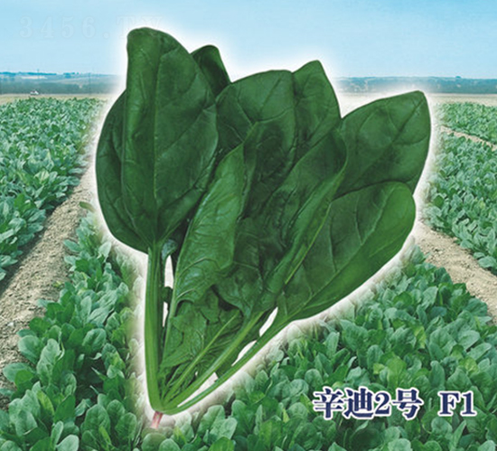 辛迪2號(hào)F1-菠菜種子-圣華德豐