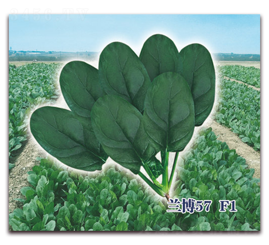 �m��57F1-���˷N��-ʥ�A���S