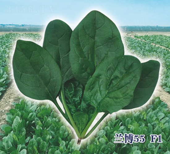 蘭博55F1-菠菜種子-圣華德豐