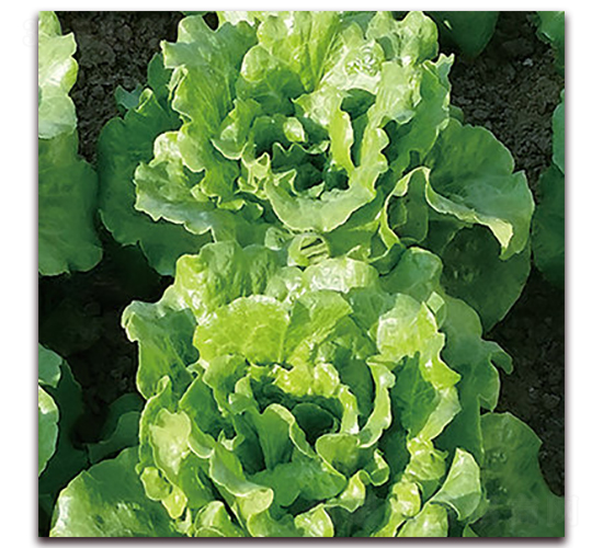 意大利耐抽薹生菜-生菜種子-圣華德豐