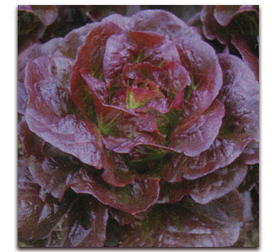 紅寶2號-生菜種子-圣華德豐