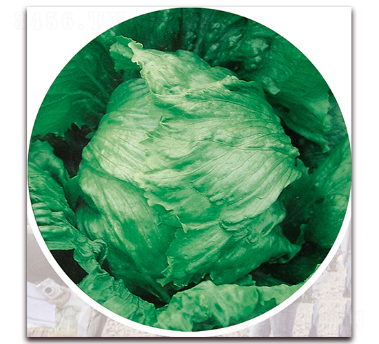 �G�⣨1108��-���˷N��-ʥ�A���S