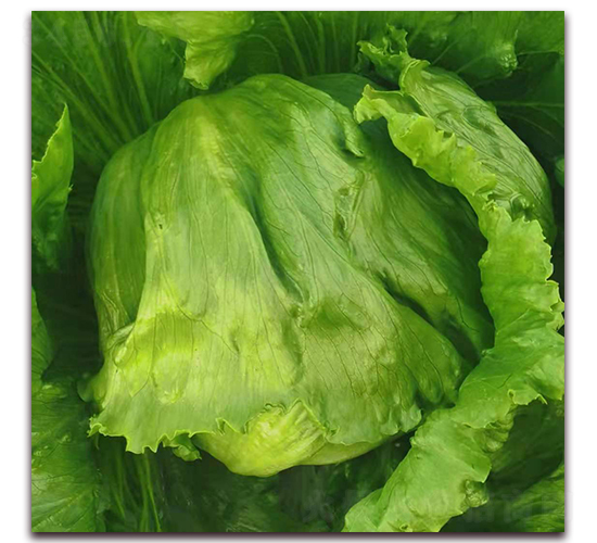 �G�ͣ�1102��-���˷N��-ʥ�A���S