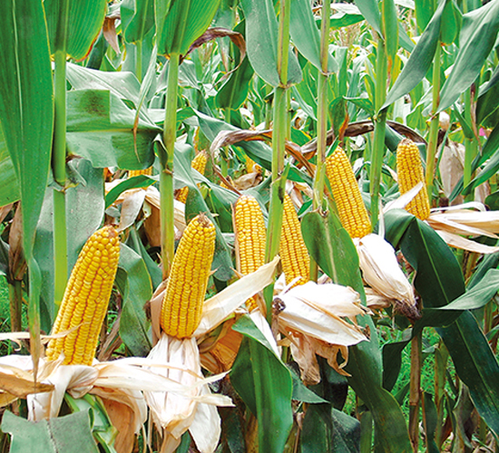 ƽ��8̖-���׷N��-ƽ�S�N�I(y��)