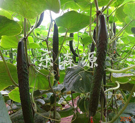 德瑞特A11-黃瓜種子-樂森源