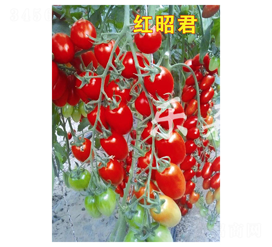 紅昭君-櫻桃番茄種子-樂森源