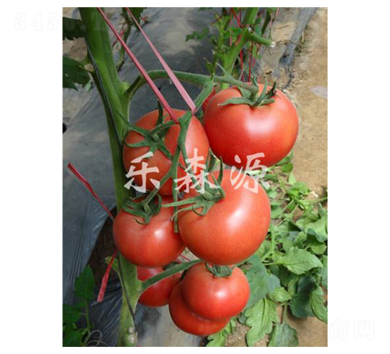 寶瑞粉王-番茄種子-樂(lè)森源