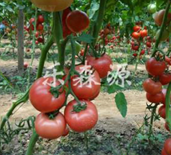 歐瑞258-番茄種子-樂森源