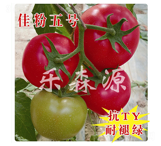 佳粉五號(hào)-番茄種子-樂森源
